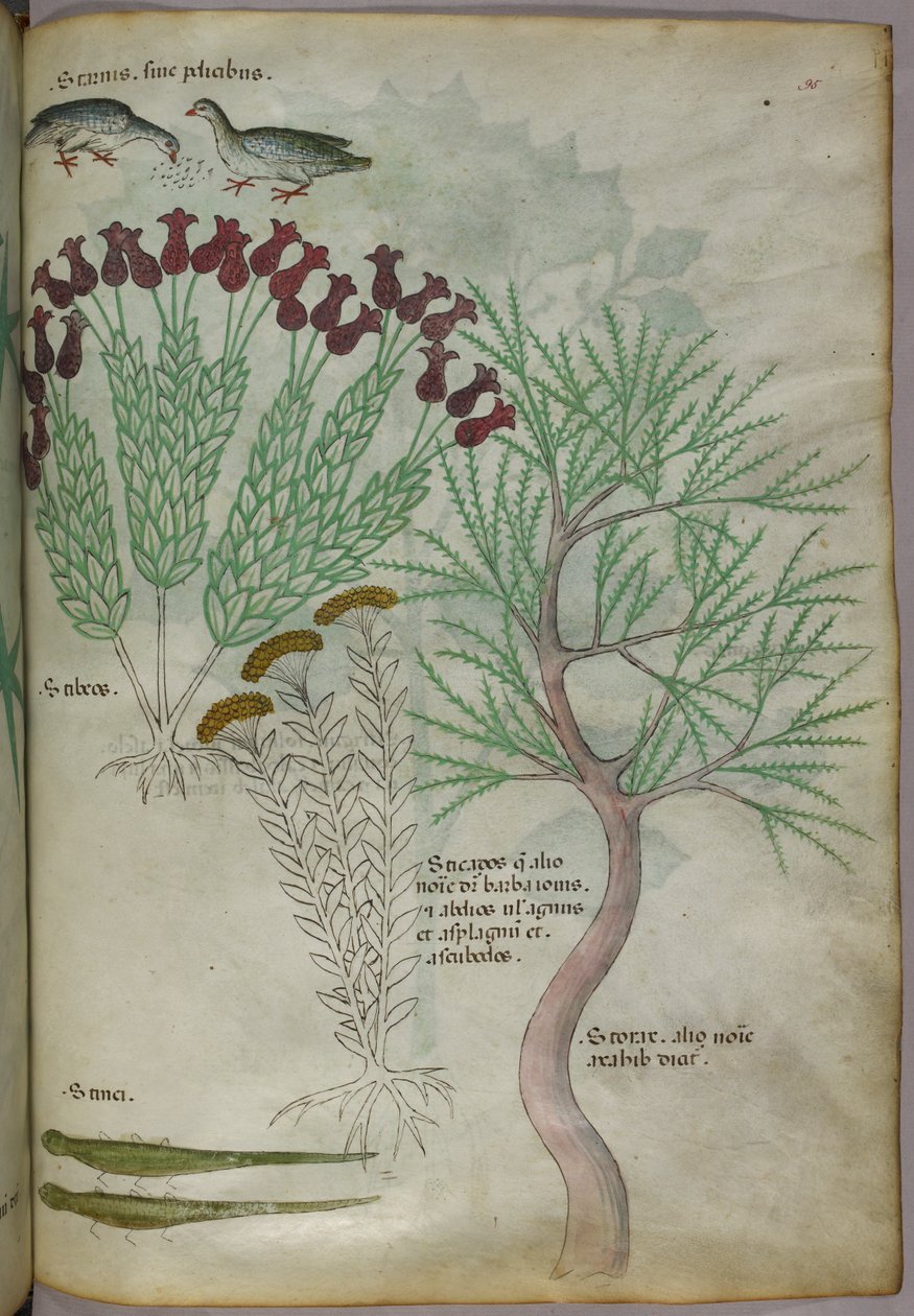 Botanická ilustrace rostliny s ptáky a hmyzem, asi 1440 (tuš a barva na pergamenu) od Italian School