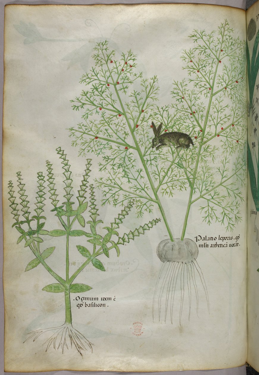Botanická ilustrace sladké bazalky [ocimum] a zajíce mezi chřestem [palatio leporis], asi 1440 (tuš a barva na pergamenu) od Italian School