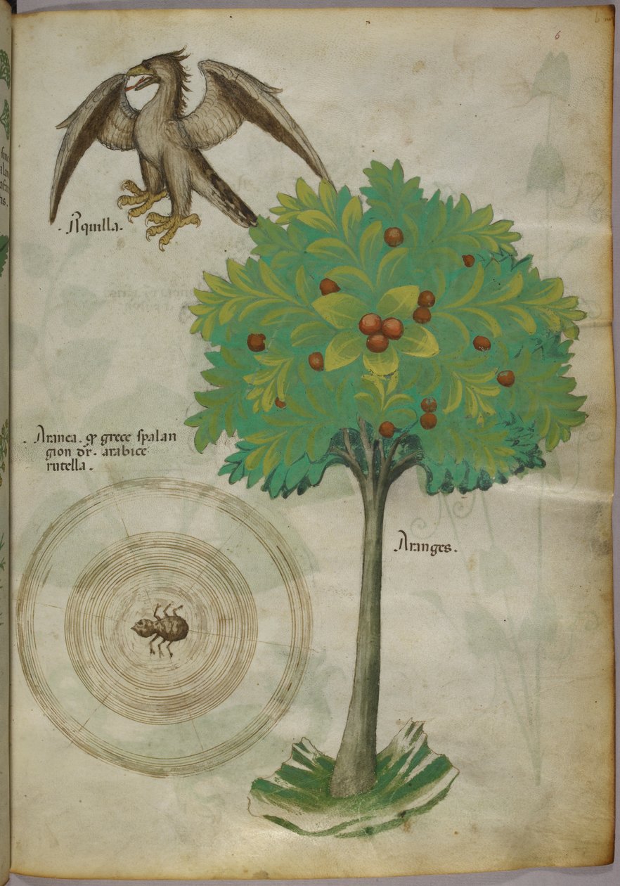 Botanická ilustrace stromu, pavučiny a orla, asi 1440 (tuš a barva na pergamenu) od Italian School