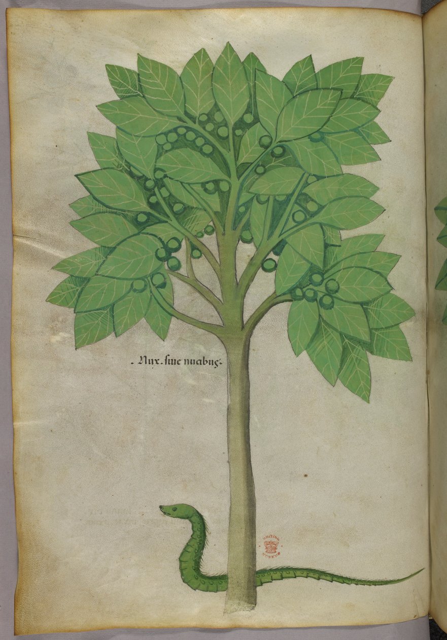 Botanická ilustrace stromu a hada, asi 1440 (tuš a barva na pergamenu) od Italian School
