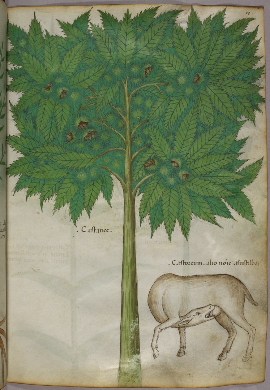 Botanická ilustrace stromu a zvířete, asi 1440 (tuš a barva na pergamenu) od Italian School