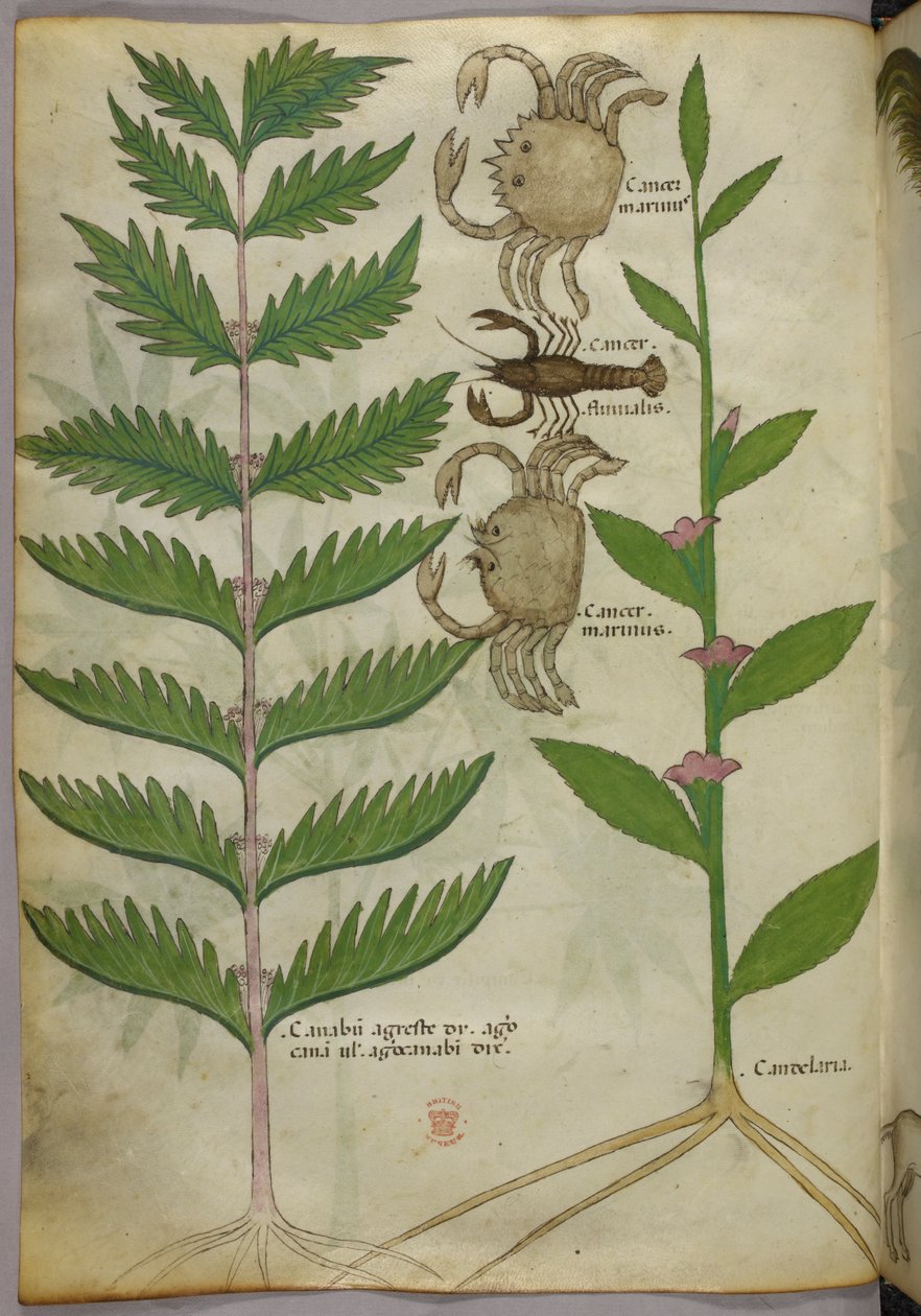 Botanická ilustrace krabů a štíra, asi 1440 (tuš a barva na pergamenu) od Italian School