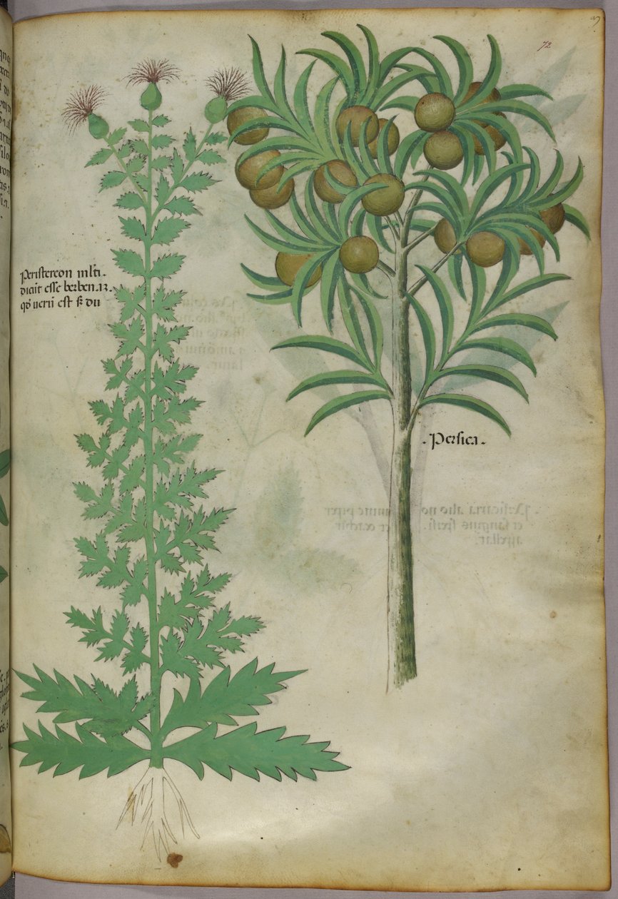 Botanická ilustrace melounovníku, asi 1440 (tuš a barva na pergamenu) od Italian School
