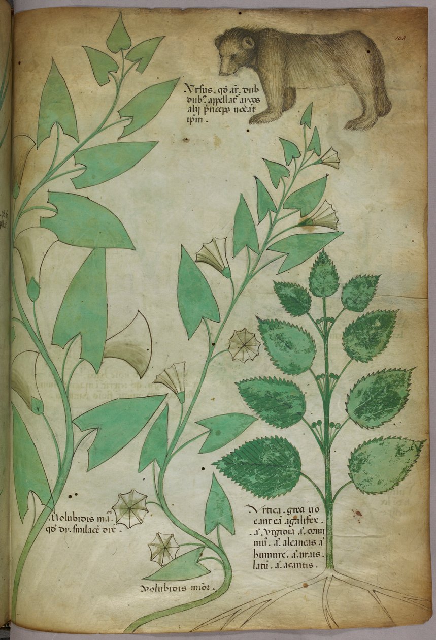 Botanická ilustrace rostliny s medvědem, asi 1440 (tuš a barva na pergamenu) od Italian School