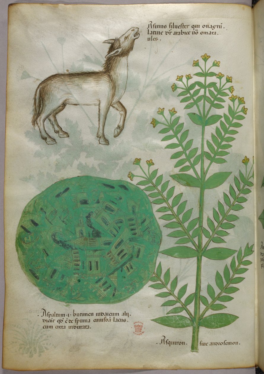 Botanická ilustrace rostliny s koněm, asi 1440 (tuš a barva na pergamenu) od Italian School
