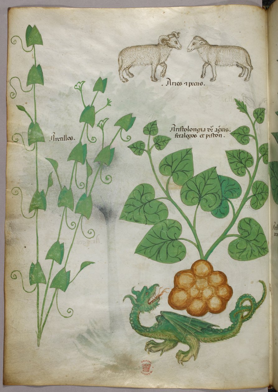 Botanická ilustrace rostlin, draka a ovce, asi 1440 (tuš a barva na pergamenu) od Italian School