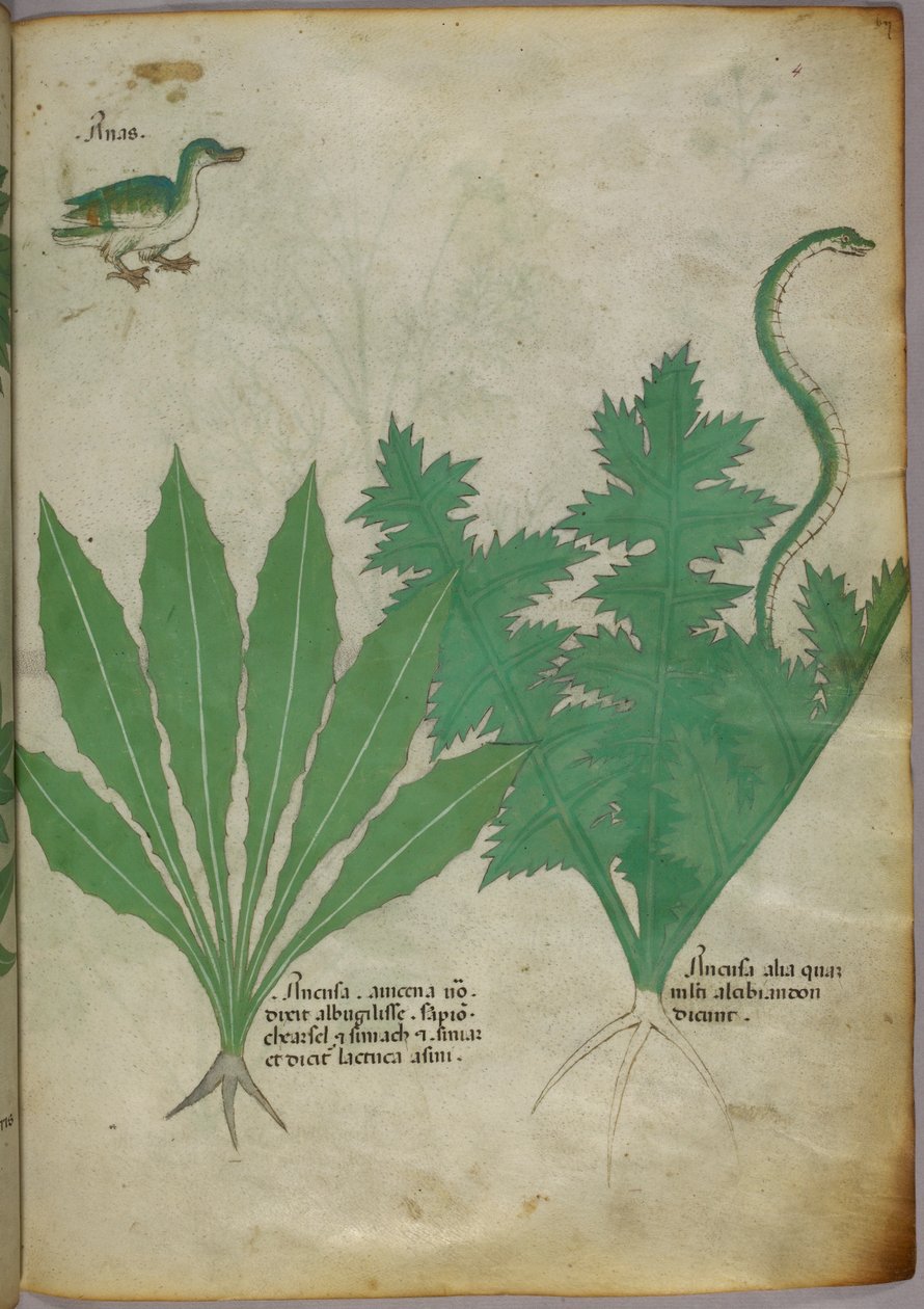 Botanická ilustrace rostlin, hada a kachny, asi 1440 (tuš a barva na pergamenu) od Italian School