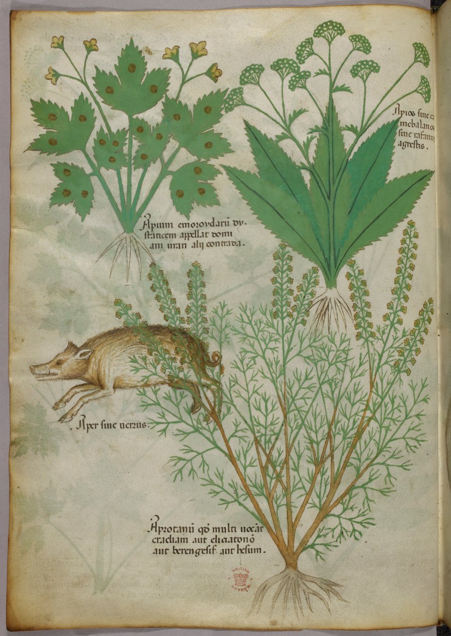Botanická ilustrace rostlin a kance, asi 1440 (tuš a barva na pergamenu) od Italian School