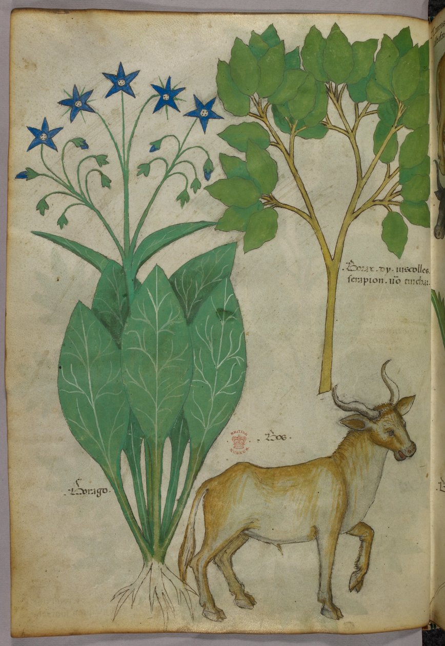 Botanická ilustrace rostlin a býka, asi 1440 (tuš a barva na pergamenu) od Italian School
