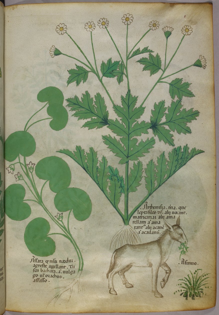 Botanická ilustrace rostlin a osla, asi 1440 (tuš a barva na pergamenu) od Italian School