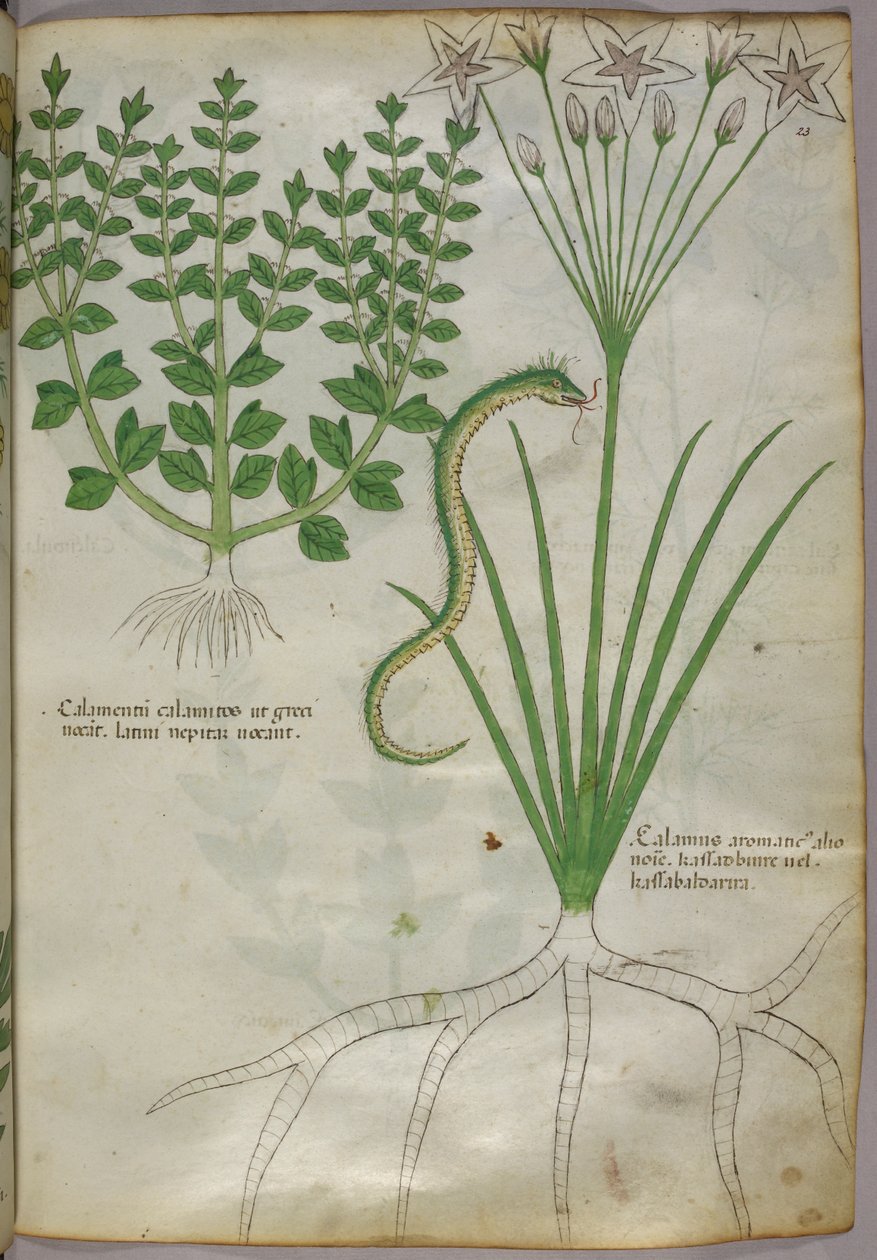 Botanická ilustrace rostlin a hada, asi 1440 (tuš a barva na pergamenu) od Italian School
