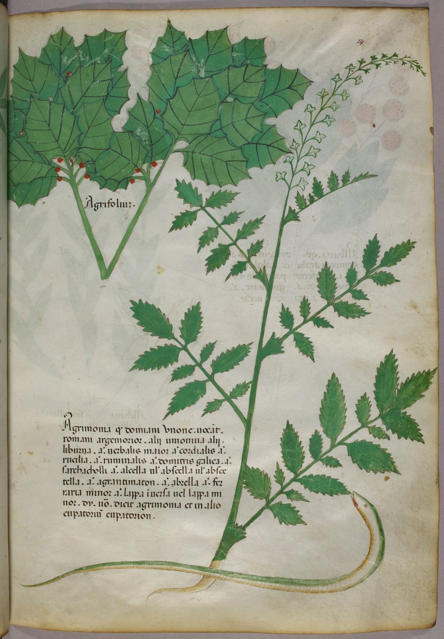 Botanická ilustrace rostlin a hada, asi 1440 (tuš a barva na pergamenu) od Italian School