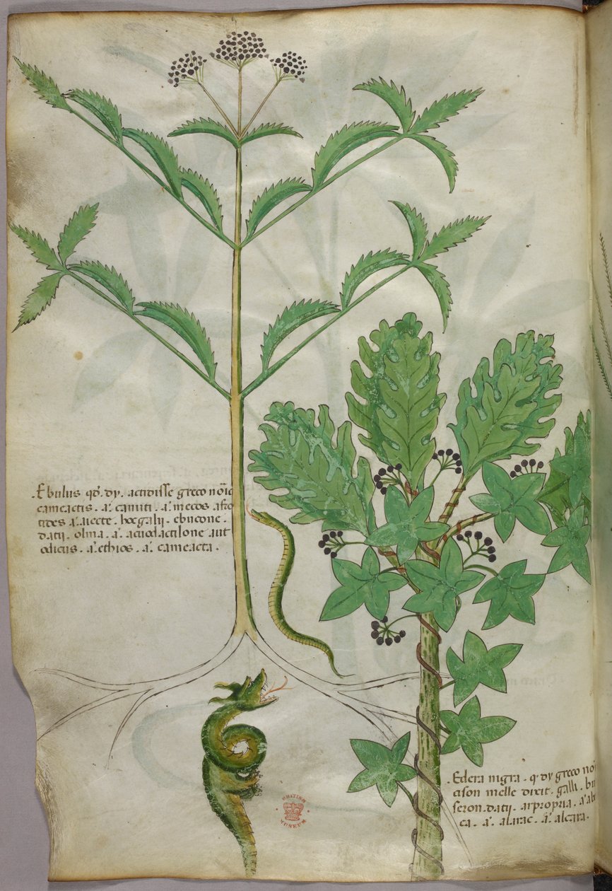 Botanická ilustrace rostlin a hada, asi 1440 (tuš a barva na pergamenu) od Italian School