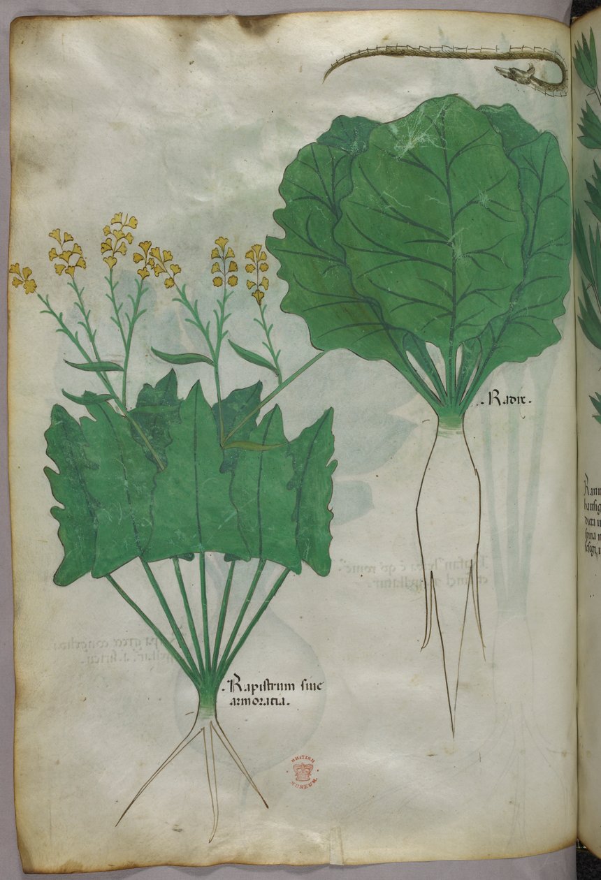 Botanická ilustrace rostlin a hada, asi 1440 (tuš a barva na pergamenu) od Italian School