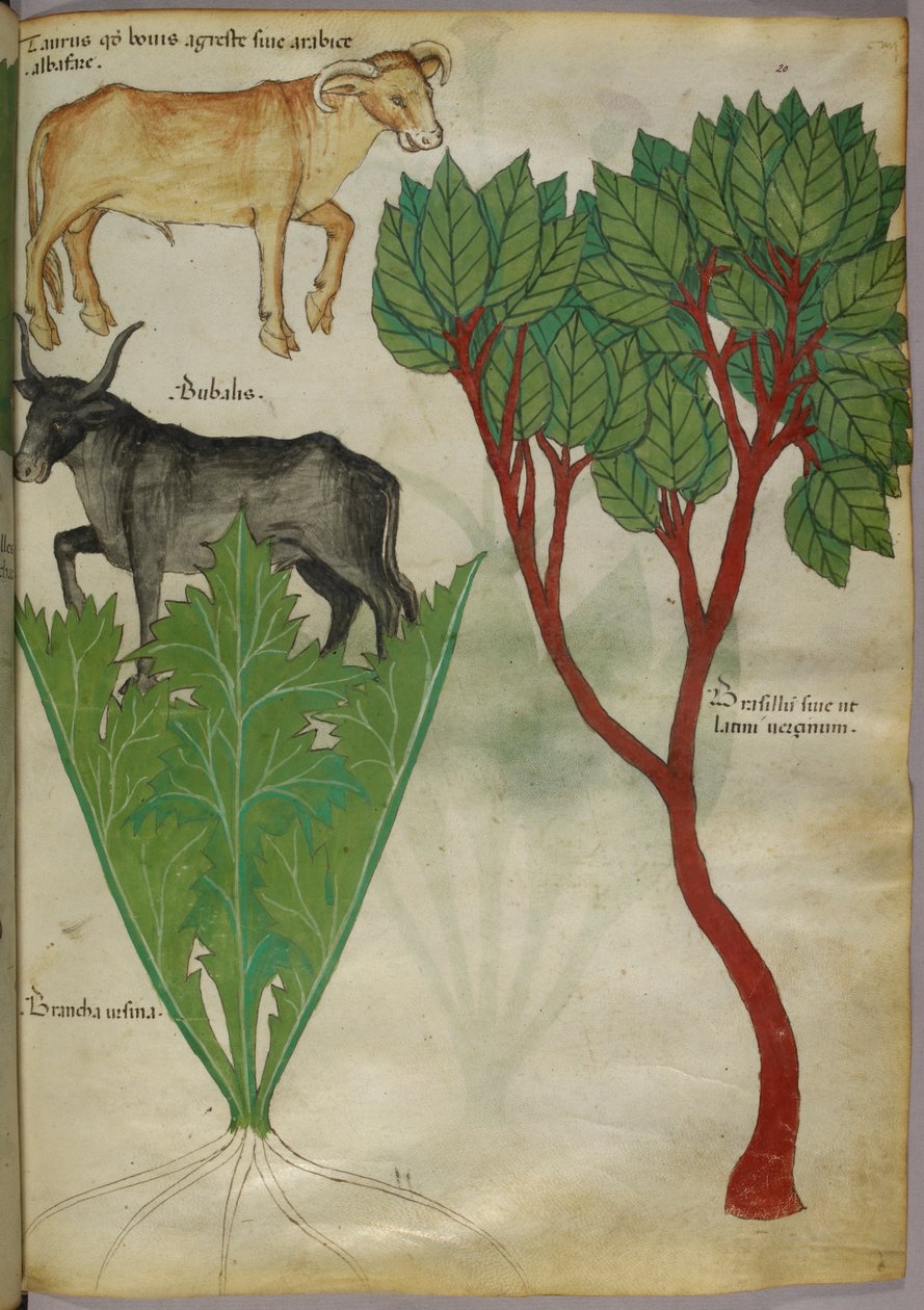 Botanická ilustrace rostlin a býků, asi 1440 (tuš a barva na pergamenu) od Italian School
