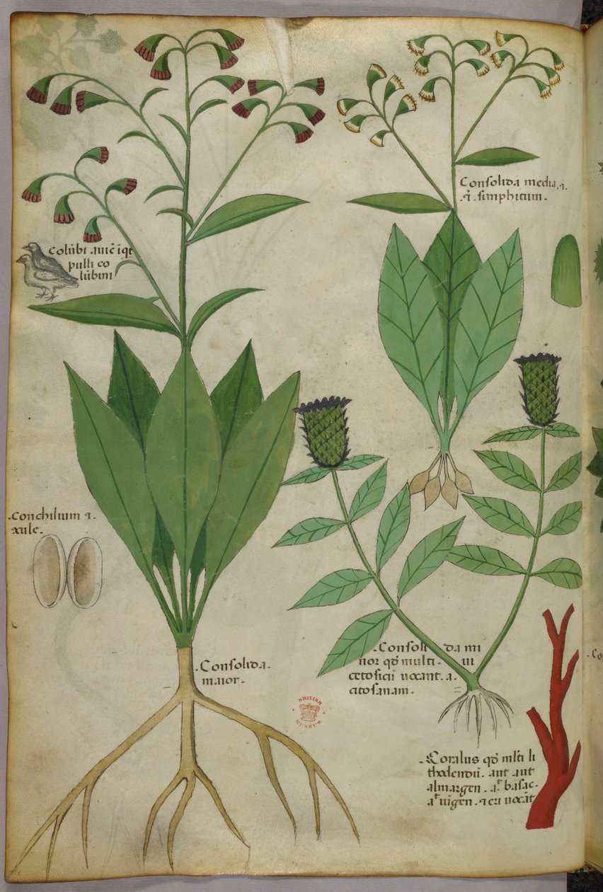 Botanická ilustrace rostlin a korálů s hadem a jelenem, asi 1440 (tuš a barva na pergamenu) od Italian School