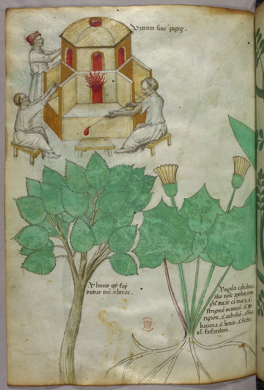 Botanická ilustrace rostlin a sklářská ilustrace, asi 1440 (tuš a barva na pergamenu) od Italian School