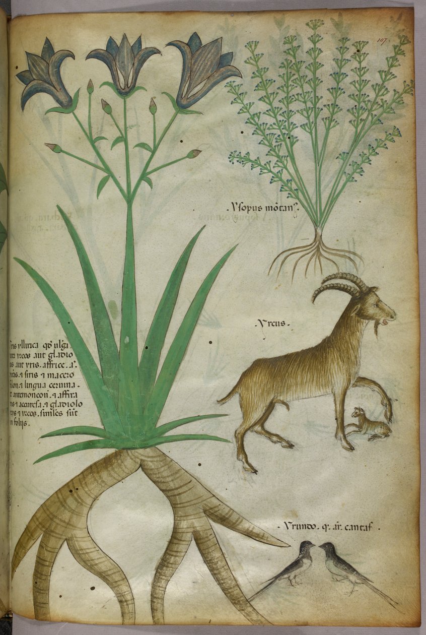 Botanická ilustrace rostlin, ptáků a koz, asi 1440 (tuš a barva na pergamenu) od Italian School