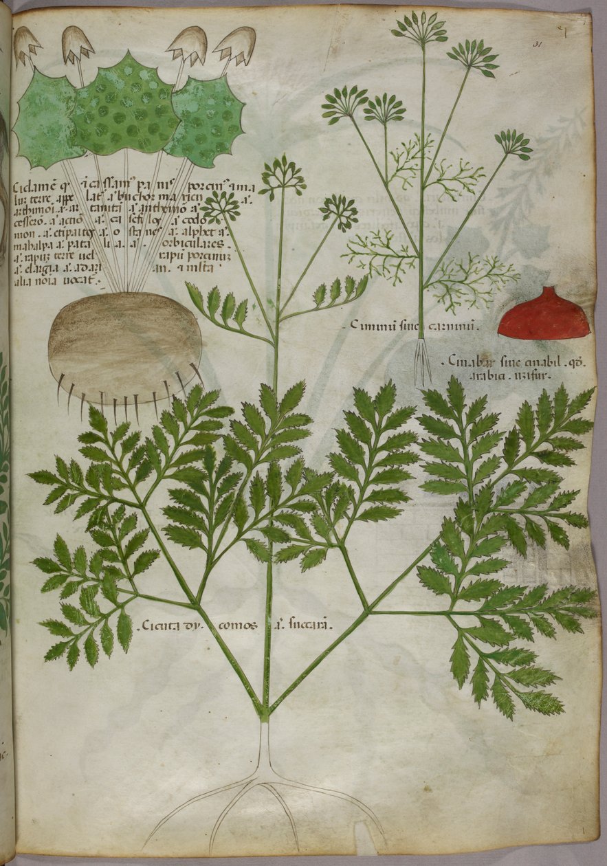 Botanická ilustrace rostlin, asi 1440 (tuš a barva na pergamenu) od Italian School