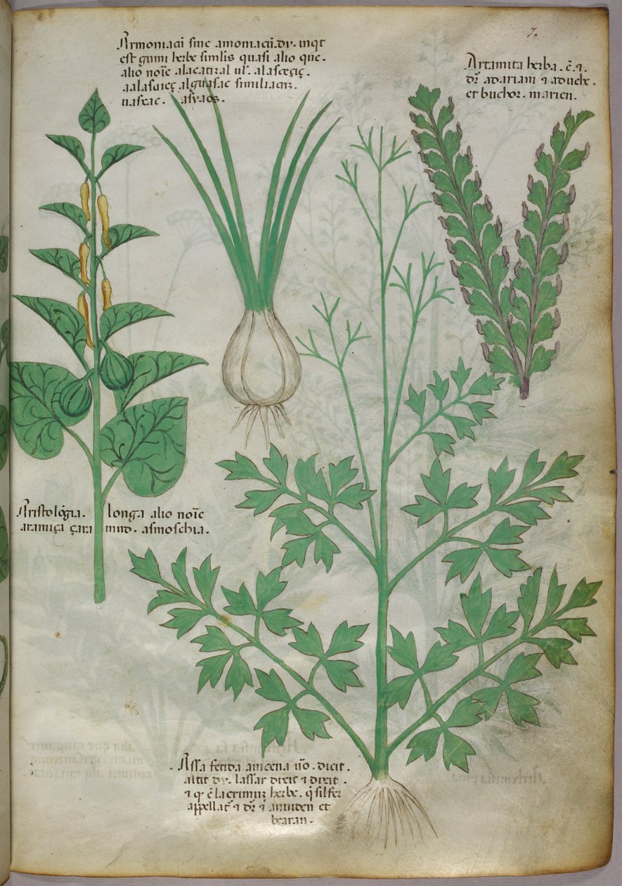 Botanická ilustrace rostlin, asi 1440 (tuš a barva na pergamenu) od Italian School