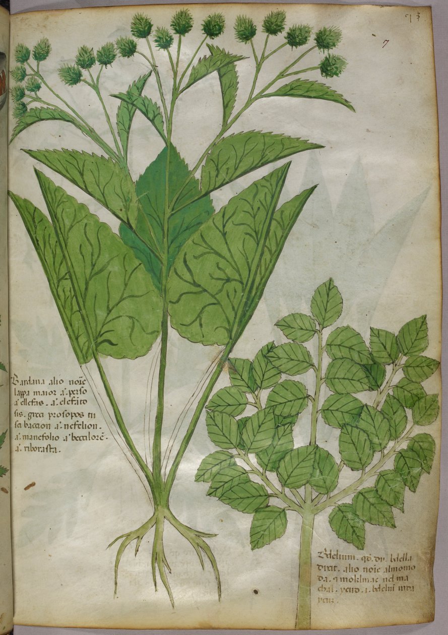 Botanická ilustrace rostlin, asi 1440 (tuš a barva na pergamenu) od Italian School
