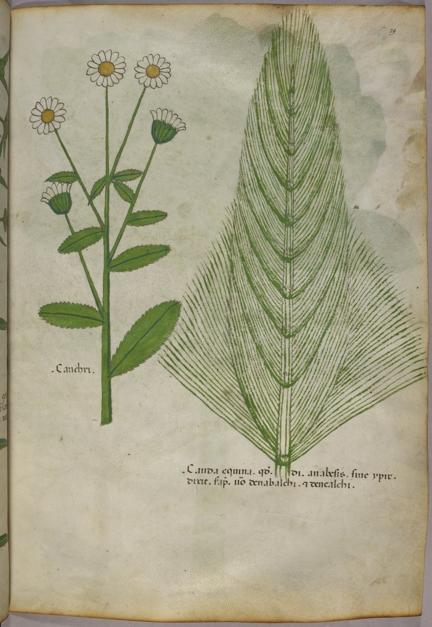 Botanická ilustrace rostlin, asi 1440 (tuš a barva na pergamenu) od Italian School