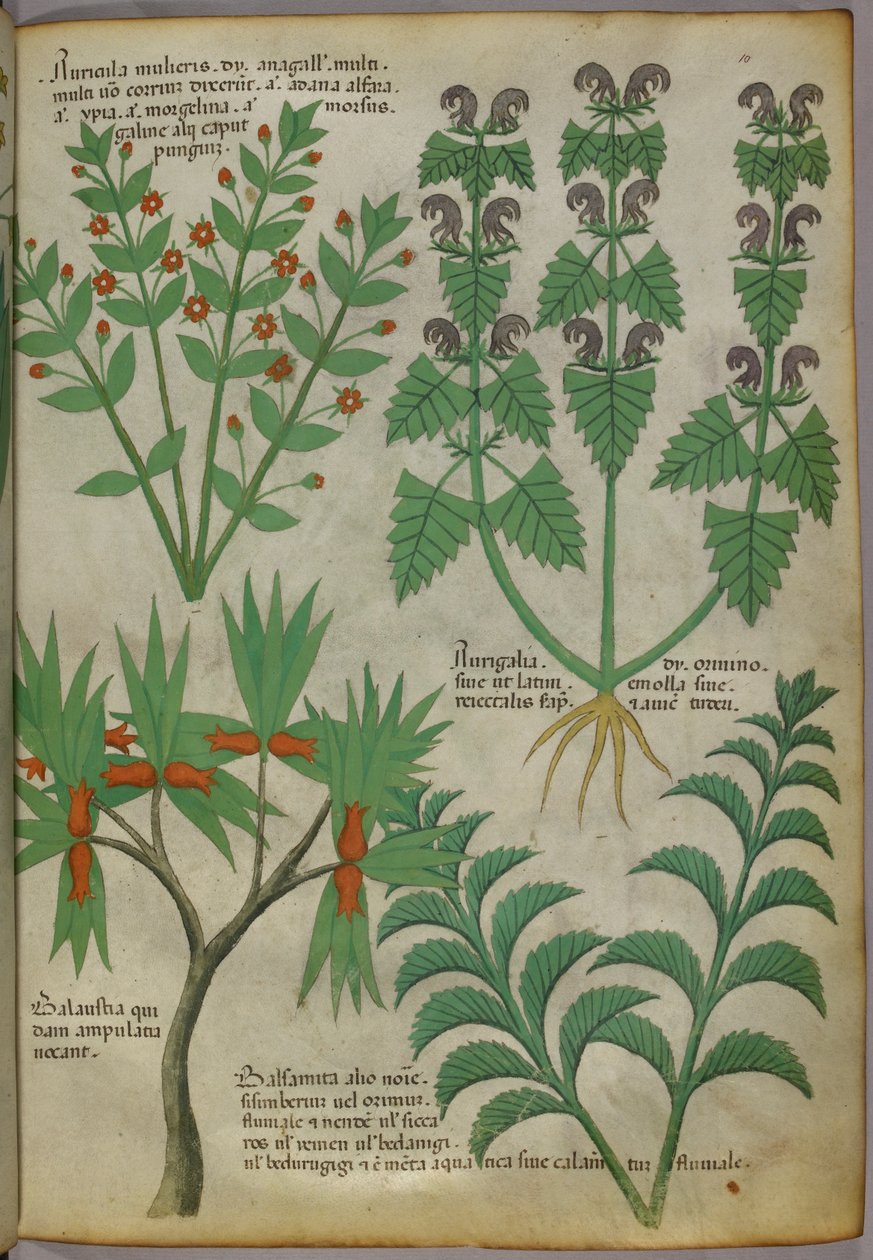 Botanická ilustrace rostlin, asi 1440 (tuš a barva na pergamenu) od Italian School