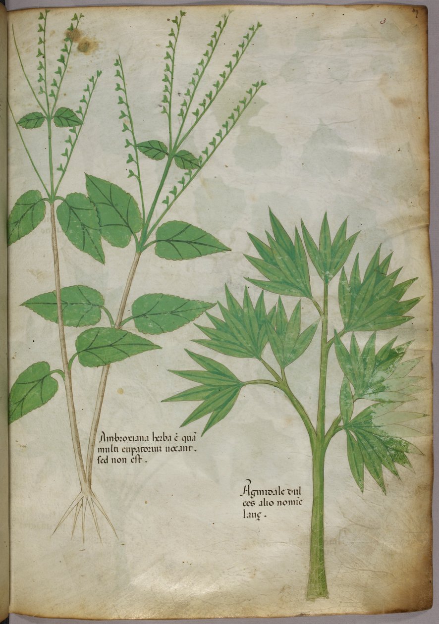 Botanická ilustrace rostlin, asi 1440 (tuš a barva na pergamenu) od Italian School