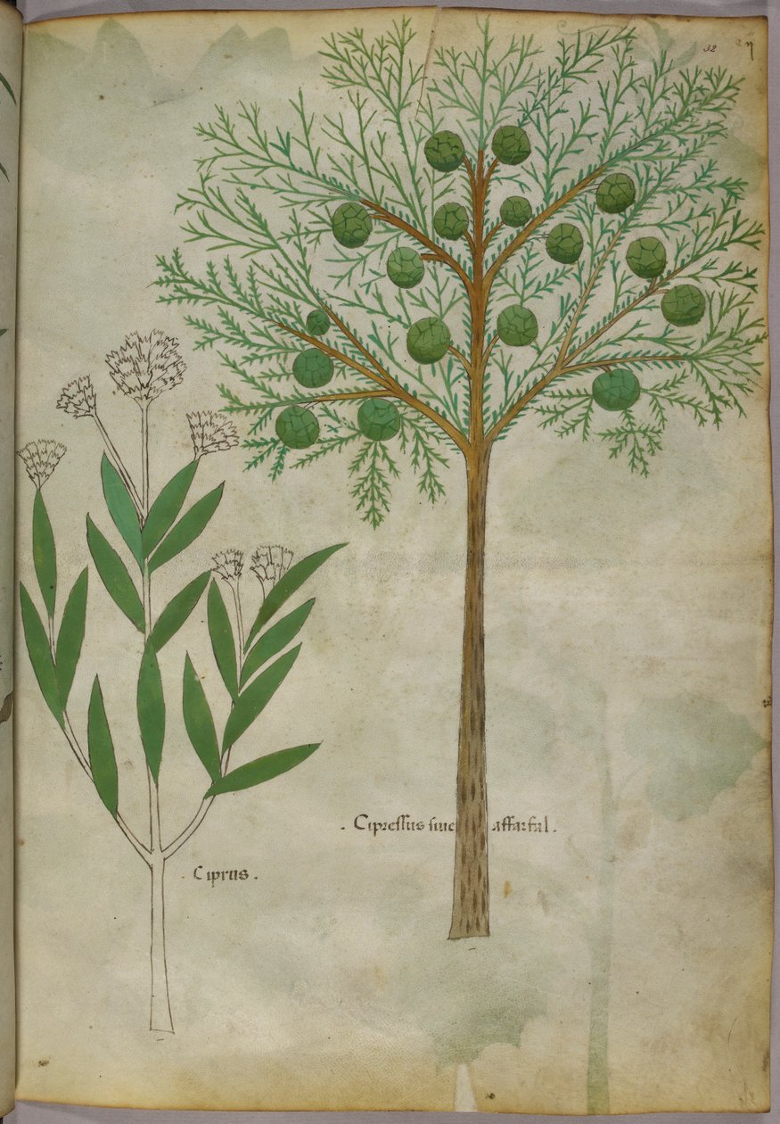 Botanická ilustrace rostlin, asi 1440 (tuš a barva na pergamenu) od Italian School