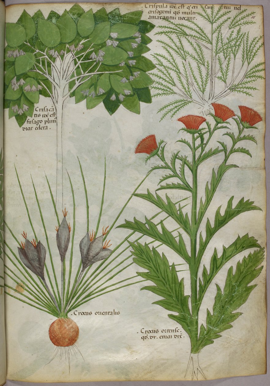 Botanická ilustrace rostlin, asi 1440 (tuš a barva na pergamenu) od Italian School