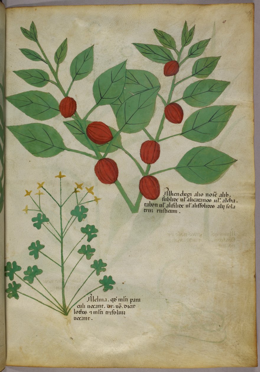 Botanická ilustrace rostlin, asi 1440 (tuš a barva na pergamenu) od Italian School