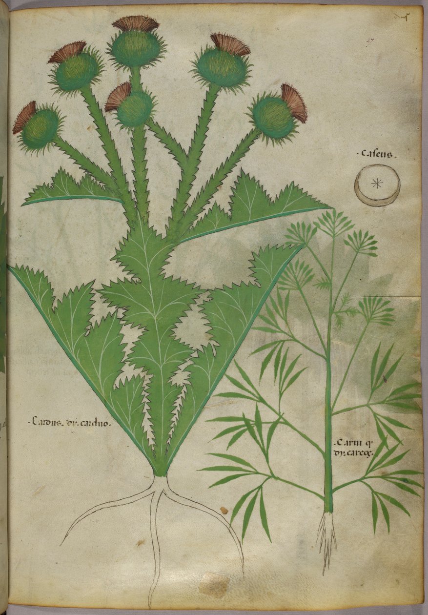 Botanická ilustrace rostlin, asi 1440 (tuš a barva na pergamenu) od Italian School