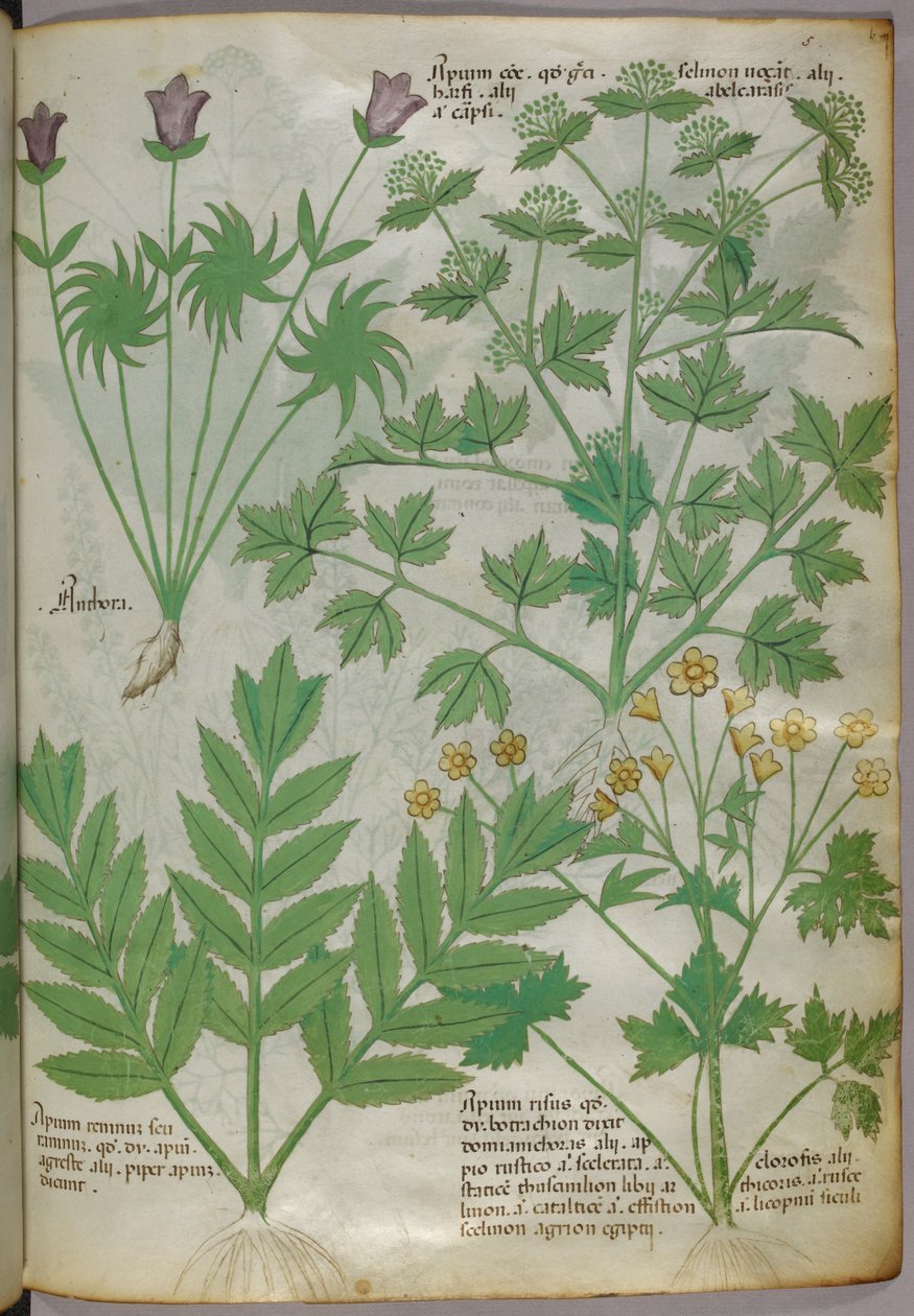 Botanická ilustrace rostlin, asi 1440 (tuš a barva na pergamenu) od Italian School