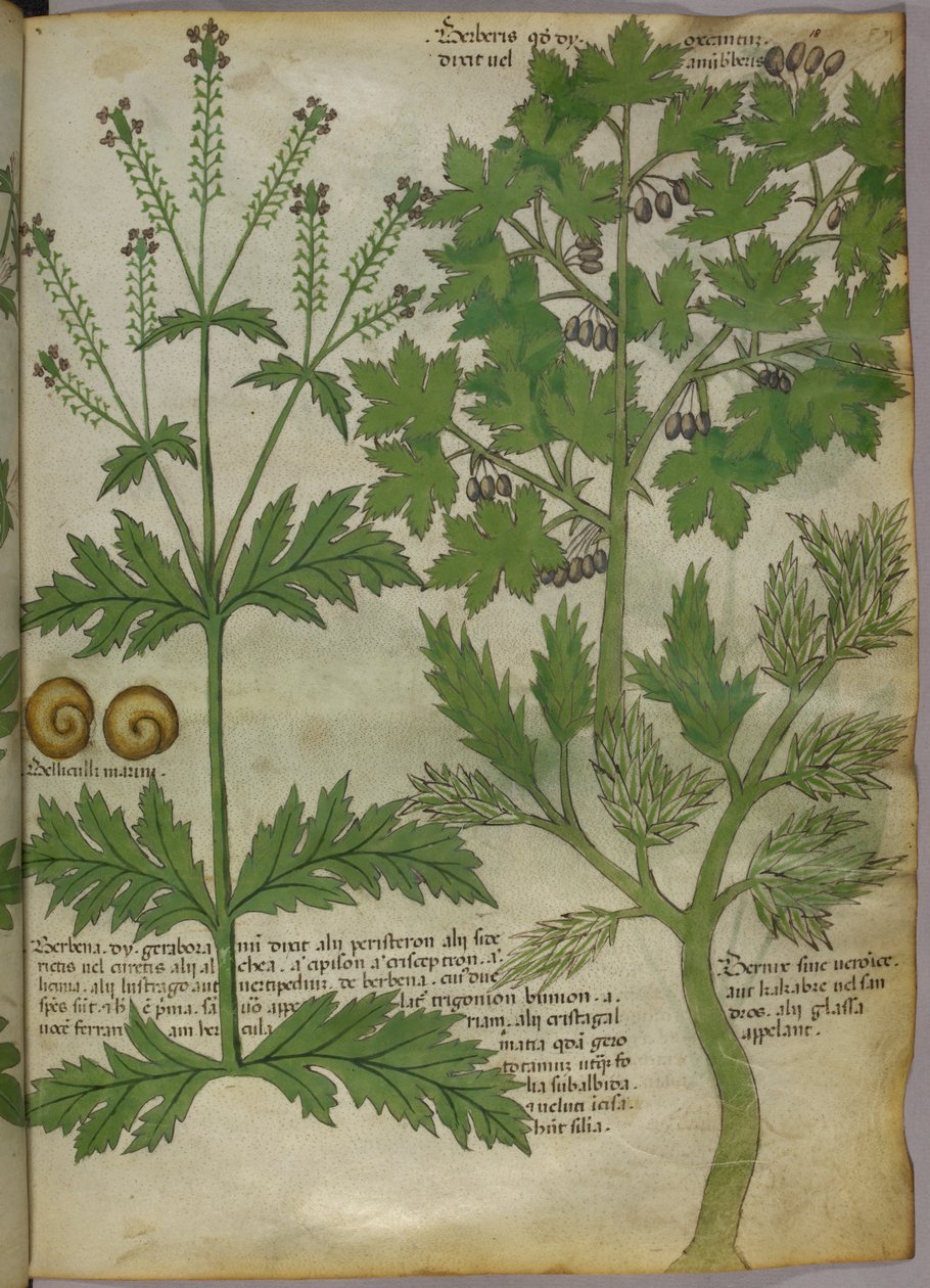 Botanická ilustrace rostlin, asi 1440 (tuš a barva na pergamenu) od Italian School