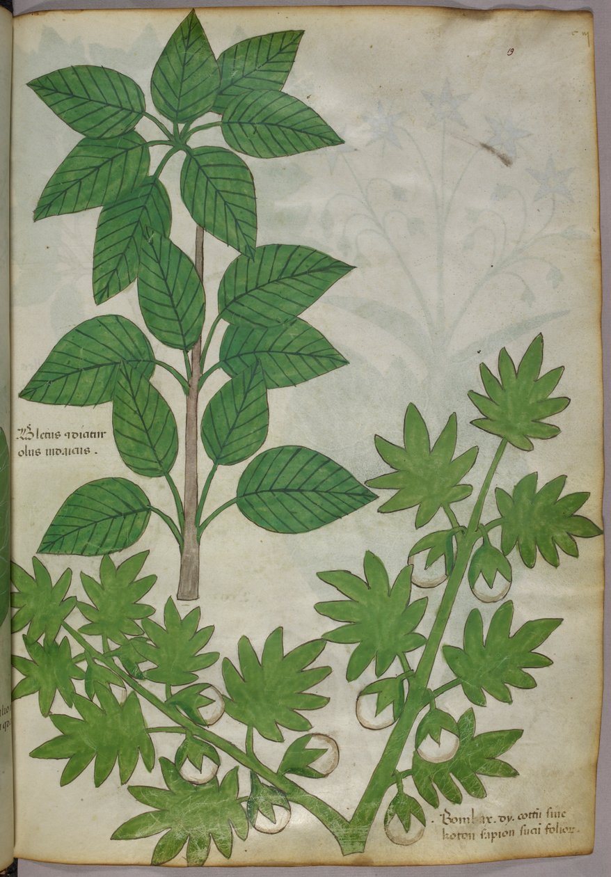 Botanická ilustrace rostlin, asi 1440 (tuš a barva na pergamenu) od Italian School