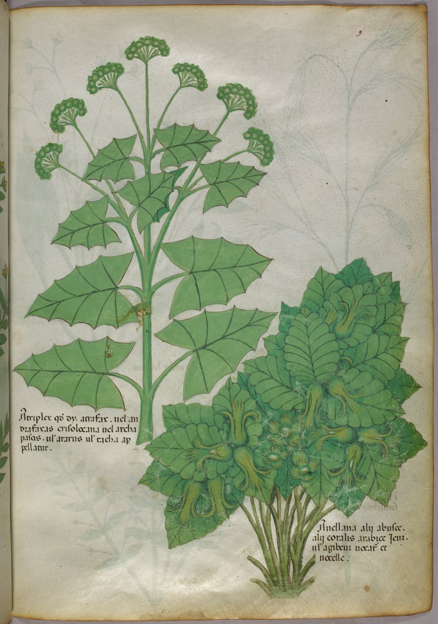 Botanická ilustrace rostlin, asi 1440 (tuš a barva na pergamenu) od Italian School