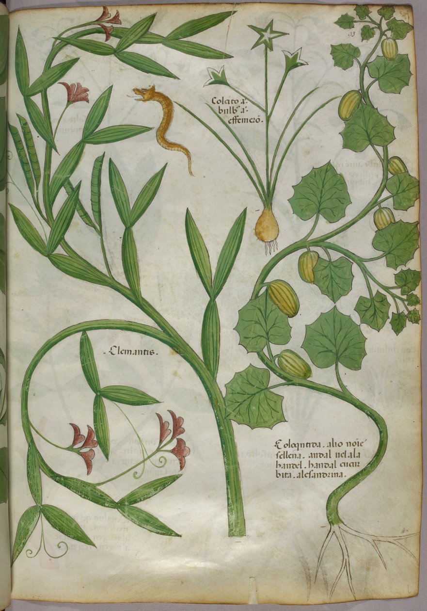 Botanická ilustrace rostlin, včetně plaménku a hada, asi 1440 (tuš a barva na pergamenu) od Italian School