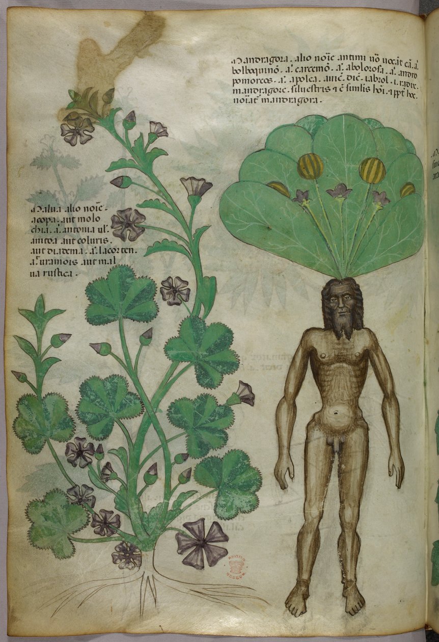 Botanická ilustrace rostlin, včetně rostliny mandragory s nahým mužským tělem jako kořenem, asi 1440 (tuš a barva na pergamenu) od Italian School
