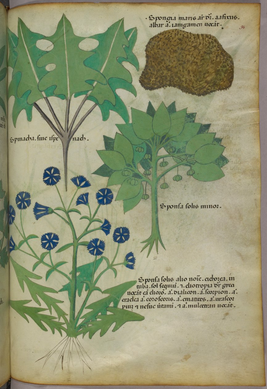 Botanická ilustrace rostlin včetně houby, asi 1440 (tuš a barva na pergamenu) od Italian School