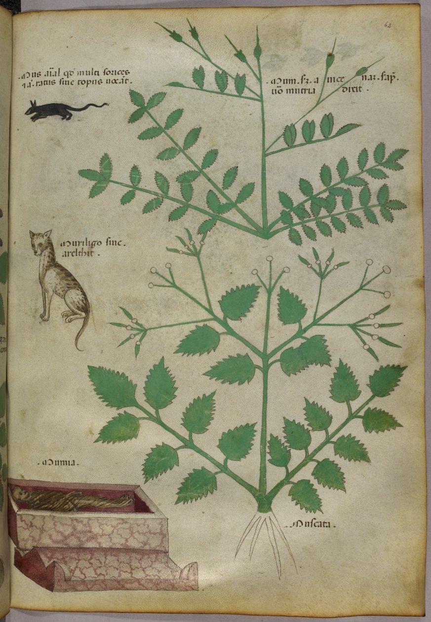 Botanická ilustrace rostlin s leopardem, myší a mrtvolou, asi 1440 (tuš a barva na pergamenu) od Italian School