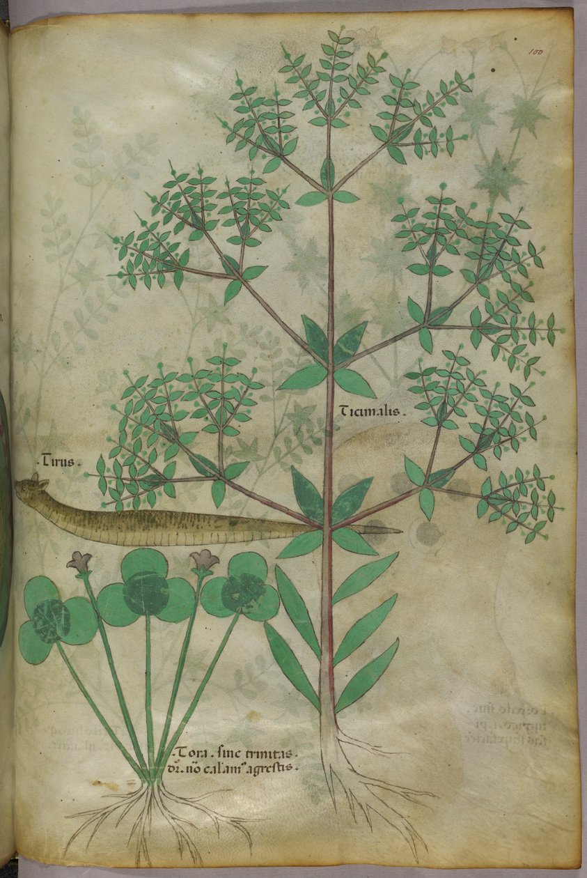 Botanická ilustrace rostlin se zvířetem, asi 1440 (tuš a barva na pergamenu) od Italian School