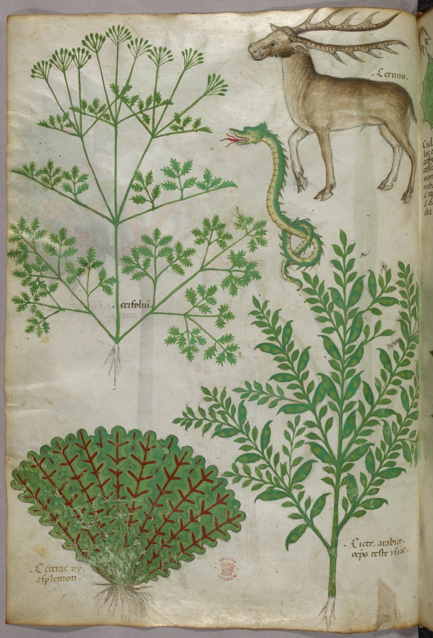 Botanická ilustrace rostlin, hada a jelena, asi 1440 (tuš a barva na pergamenu) od Italian School