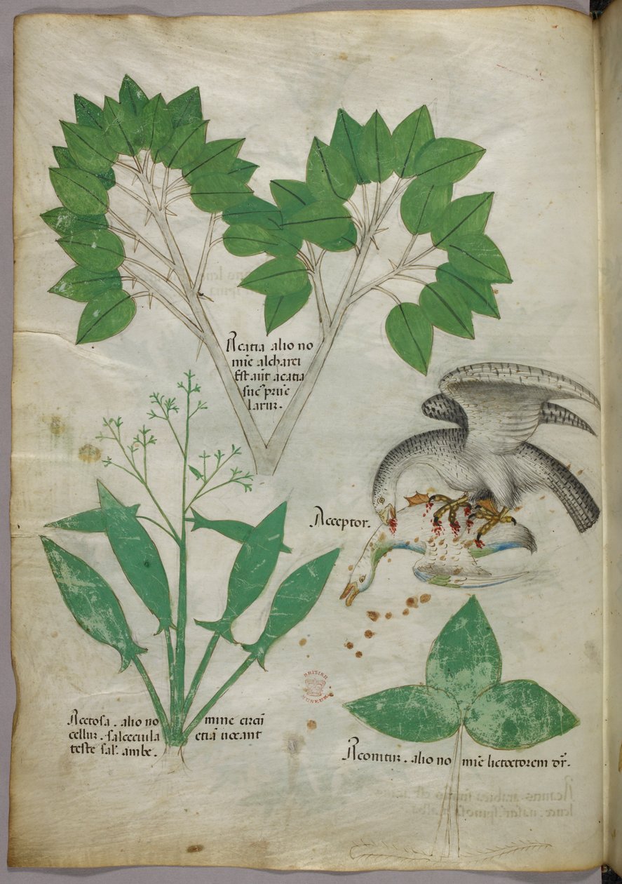 Botanická ilustrace s vyobrazením ptáka, který zabíjí svého druha, asi 1440 (tuš a barva na pergamenu) od Italian School
