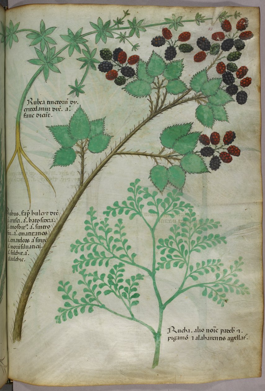 Botanické ilustrace madder [rubea]; blackberry [rubus]; rue [ruta], asi 1440 (tuš a barva na pergamenu) od Italian School