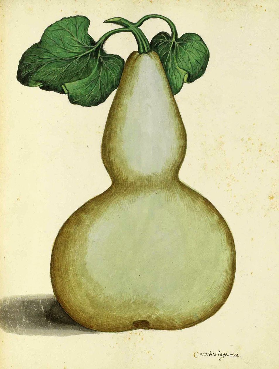 Calabash od Ulisse Aldrovandi od Italian School