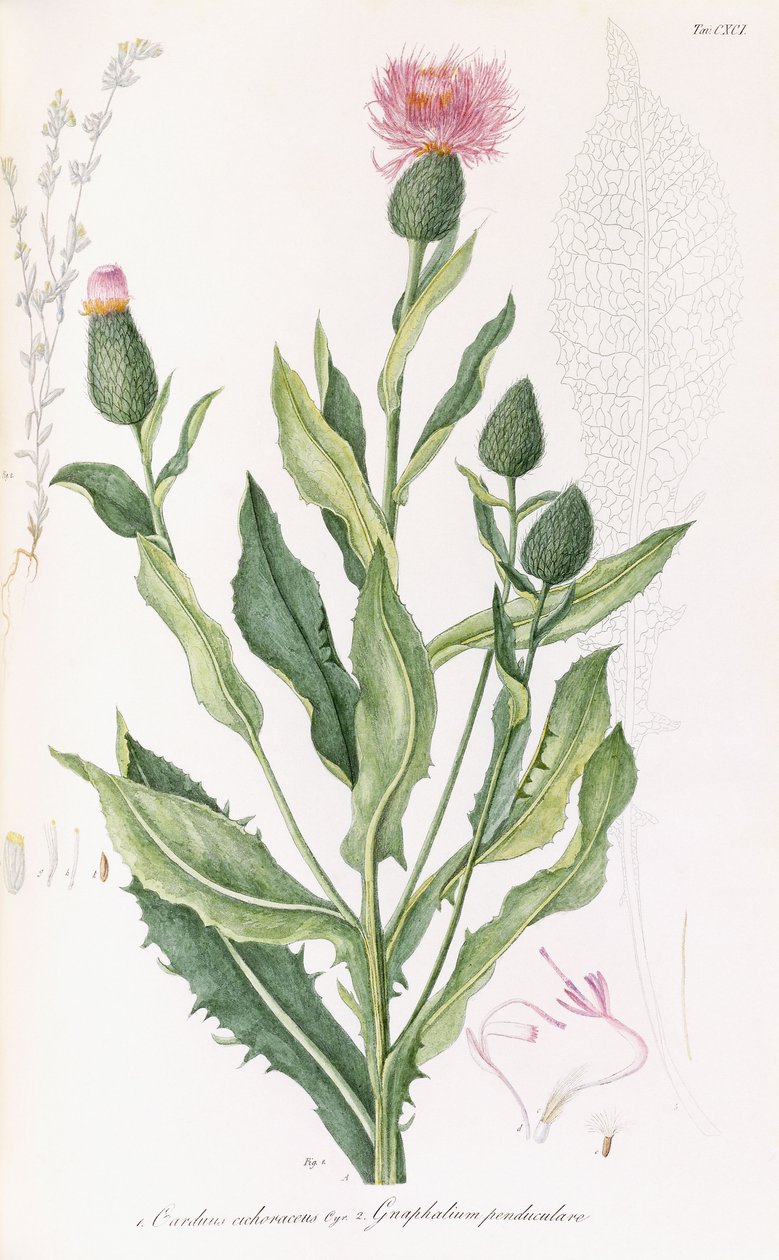 Cardus cichoraceus a Gnaphalium penduculare, 1811-1838 od Italian School
