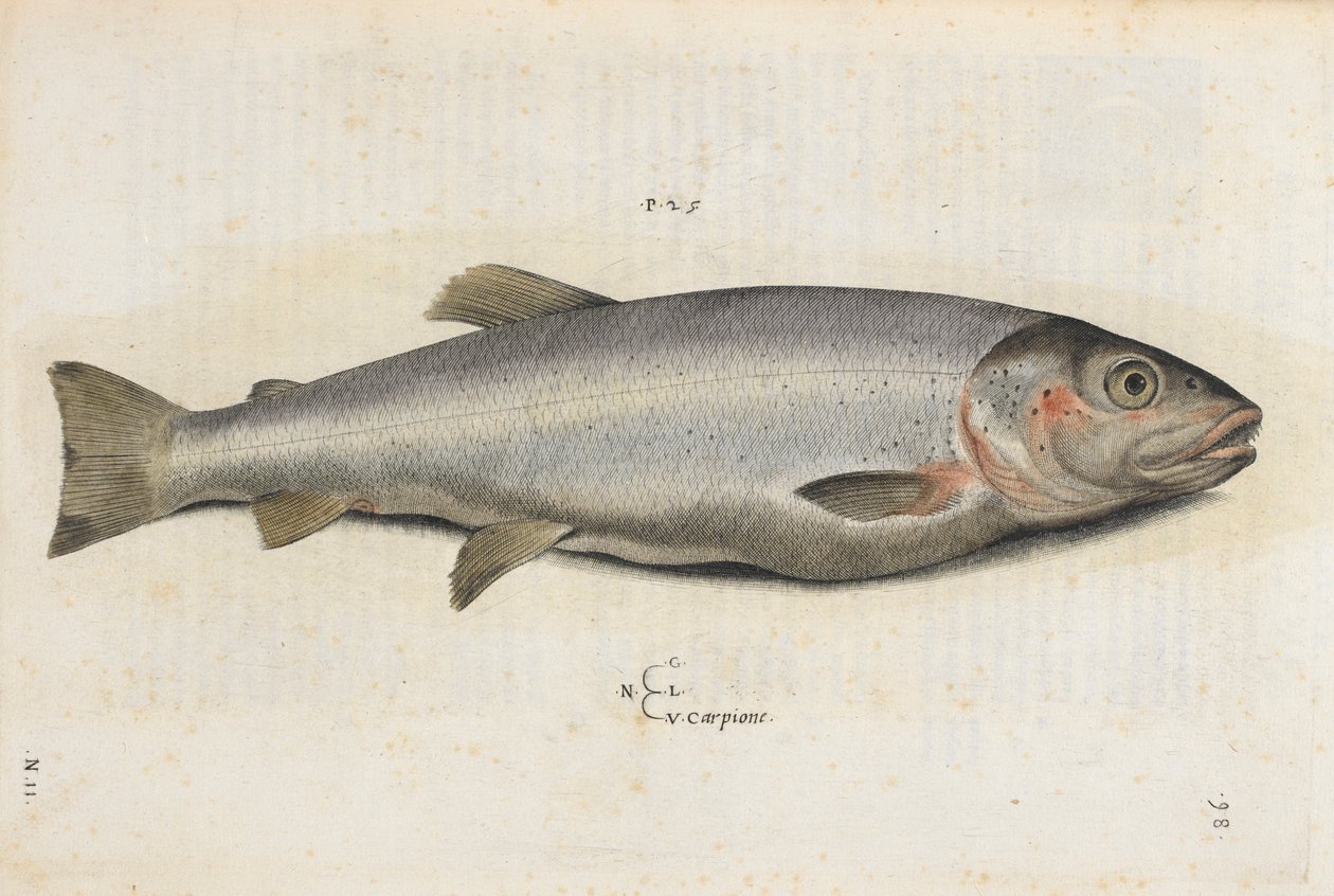 Ryba Carpione, ilustrace z „Aquatilium Animalium Historiæ liber primus“, od Ippolita Salvianiho od Italian School