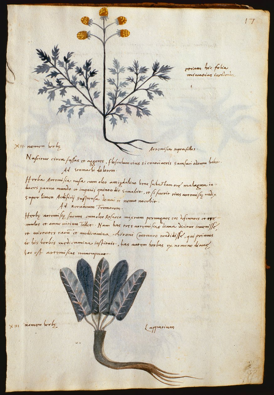 Treska. 2377 Artemisia a lapparium, léčivé rostliny z „Herbarium Apulei Platonici“ (akvarel a inkoust na pergamenu) od Italian School