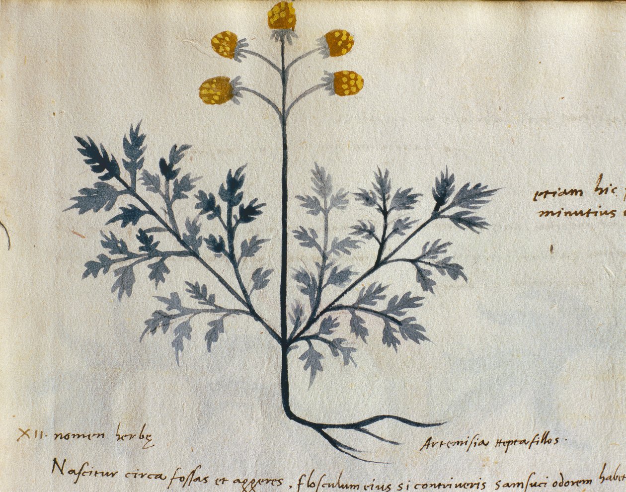 Treska. 2007 Artemisia, léčivá rostlina z „Herbarium Apulei Platonici“ (akvarel a inkoust na pergamenu) (detail 415715) od Italian School