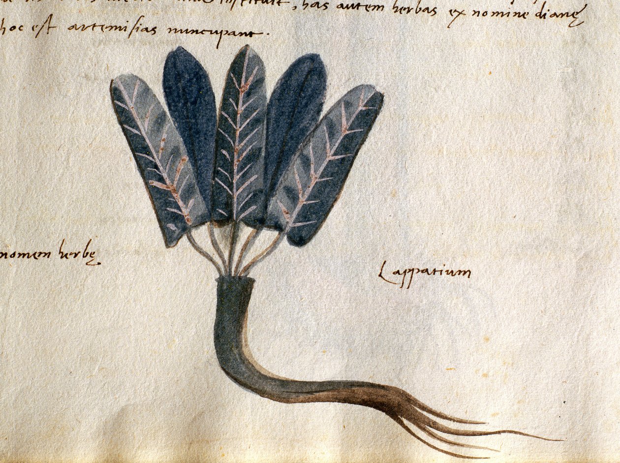 Treska. 2007 Lapparium, léčivé rostliny z „herbáře Apuleia Platonici“ (akvarel a inkoust na pergamenu) (detail 415715) od Italian School